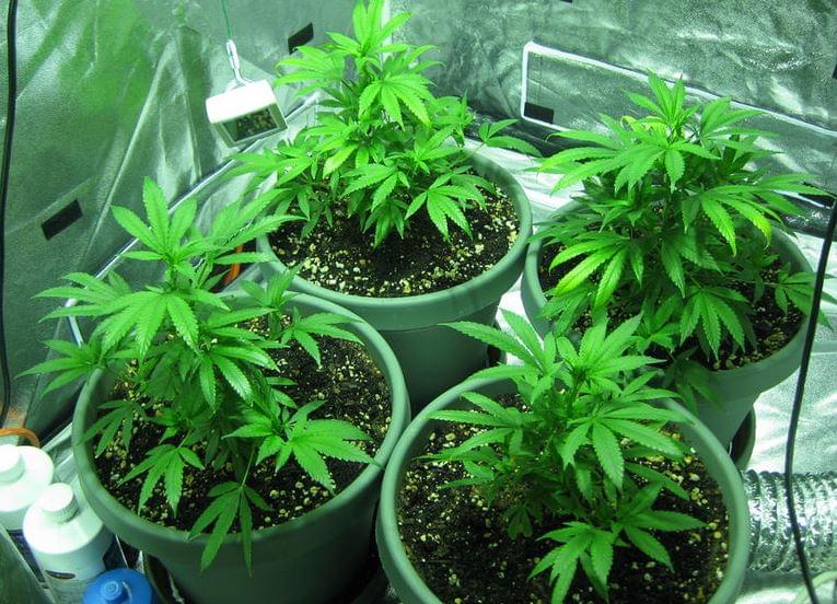 Как ускорить рост конопли за какое количество марихуаны могут посадить