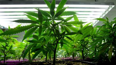 Photo of 5 Things to Avoid While Growing Cannabis in Your Garden