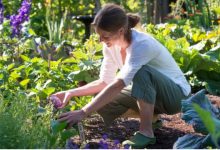 Photo of A Guide to Selecting and Caring: Planting Perennials in Your Garden